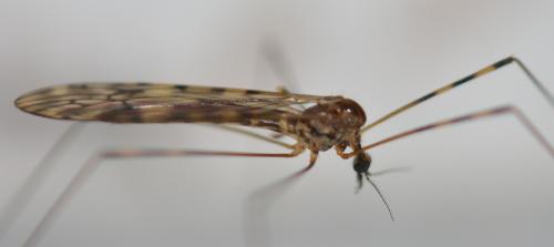 Réf. 336 577 : Limonia nubeculosa